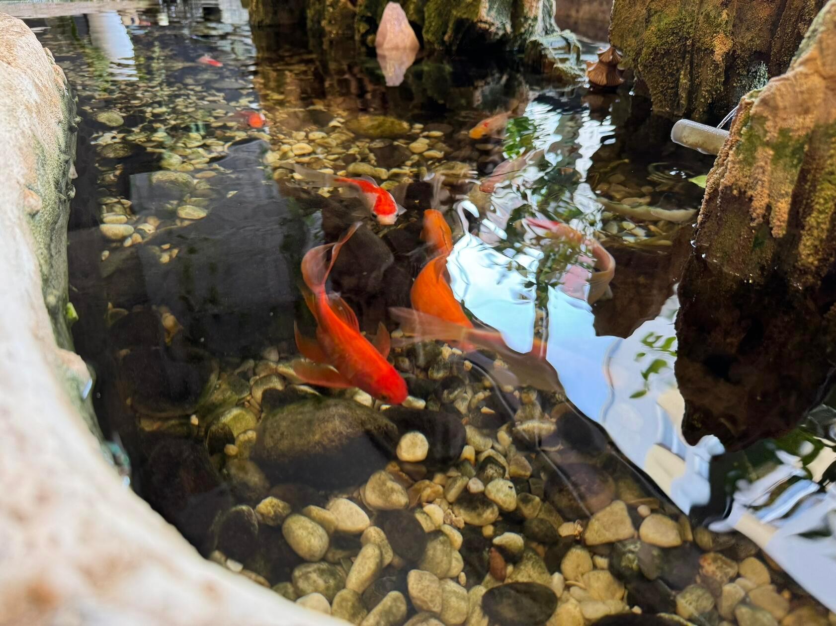 Seine Bewohner planschen und sorgen für Atmosphäre.