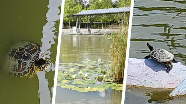 Schildkröten Rother Stadtweiher