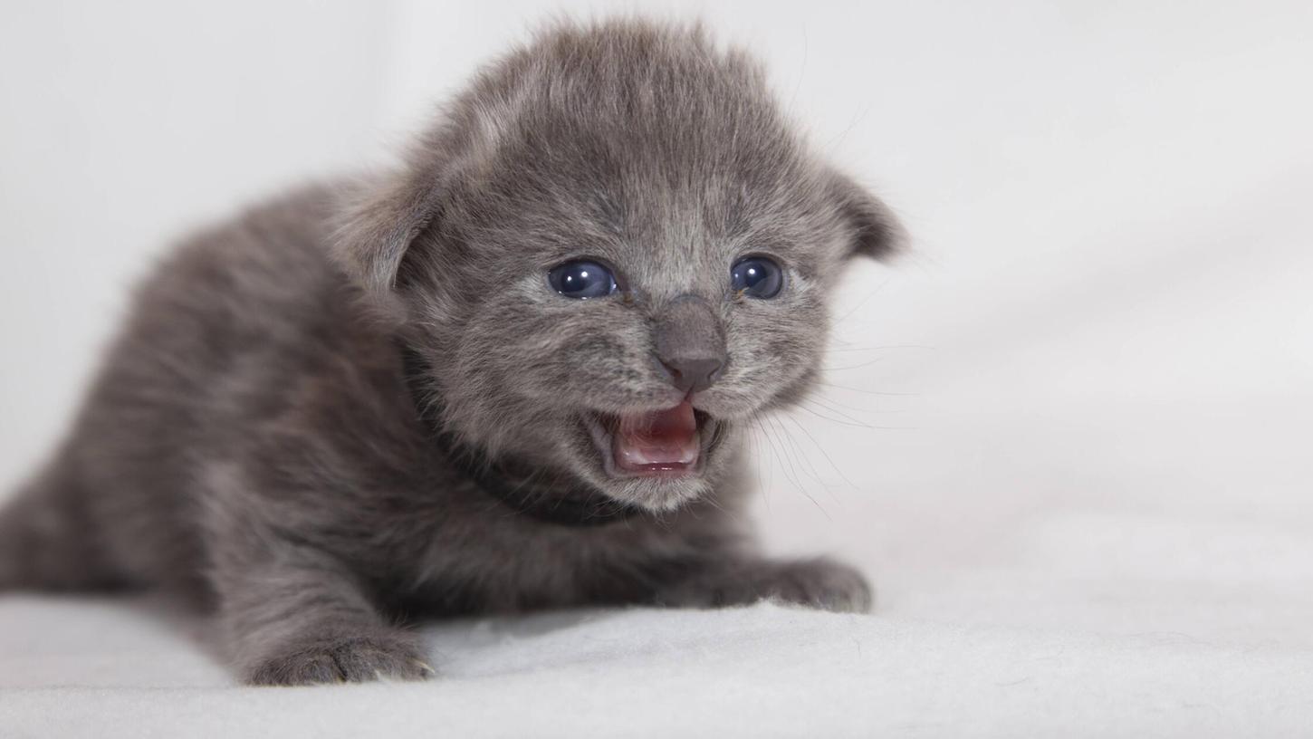Etwa vier Wochen alte Katzenbabys waren in einem Keller eines verlassenen Hauses in Weigendorf eingesperrt. Hier ein Symbolbild. Etwa vier Wochen alte Katzenbabys waren in einem Keller eines verlassenen Hauses in Weigendorf eingesperrt. Hier ein Symbolbild.
