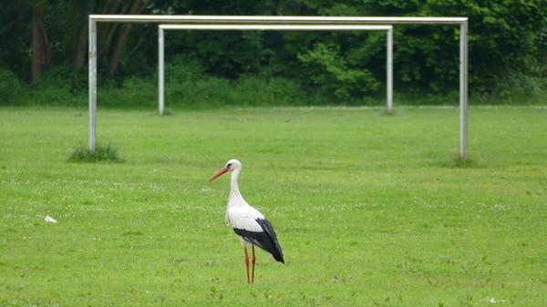 Storch