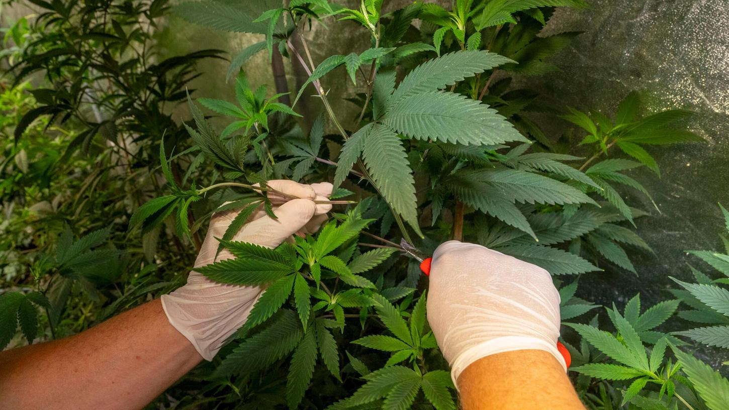 Weil der Pöllinger mehr als erlaubt angebaut hatte, wurden gleich alle fünf Cannabispflanzen sichergestellt. Es folgt eine Anzeige. (Symbolbild) Weil der Pöllinger mehr als erlaubt angebaut hatte, wurden gleich alle fünf Cannabispflanzen sichergestellt. Es folgt eine Anzeige. (Symbolbild)