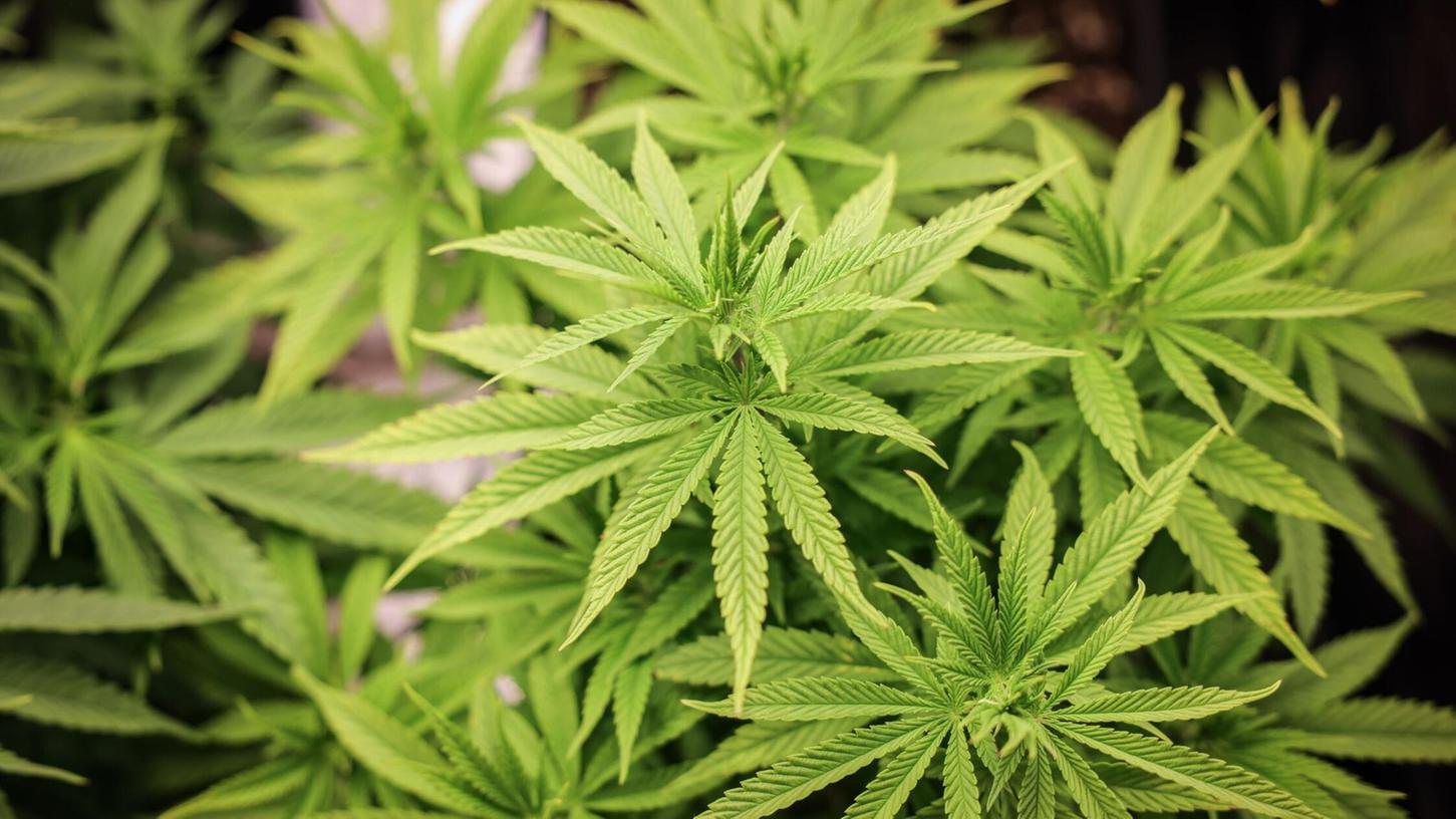 Chemiearbeitgeber und Gewerkschaften sprechen sich für eine Null-Toleranz-Politik für Cannabis am Arbeitsplatz aus. Chemiearbeitgeber und Gewerkschaften sprechen sich für eine Null-Toleranz-Politik für Cannabis am Arbeitsplatz aus.
