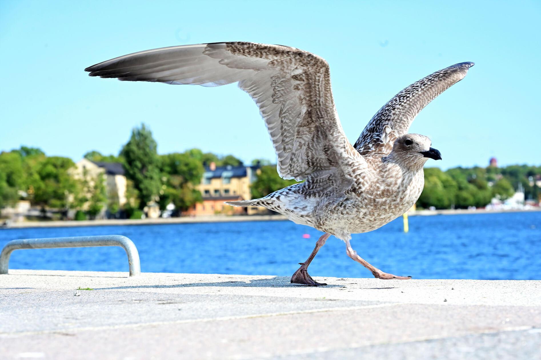 Mehr Möwen als Tauben in Stockholm - hier ein Exemplar am Skeppsbrokajen.
