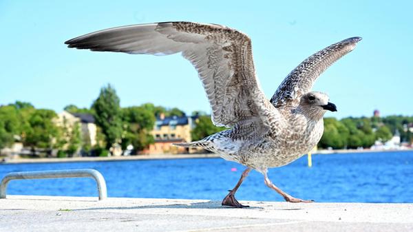 Mehr Möwen als Tauben in Stockholm - hier ein Exemplar am Skeppsbrokajen.
