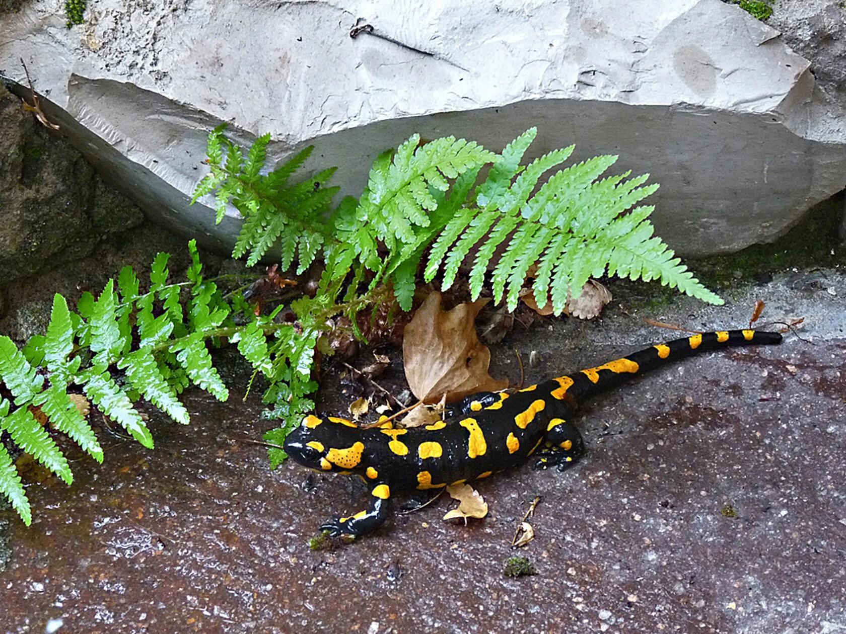 Besucher in einem Eschenbacher Garten: Ein Feuersalamander.