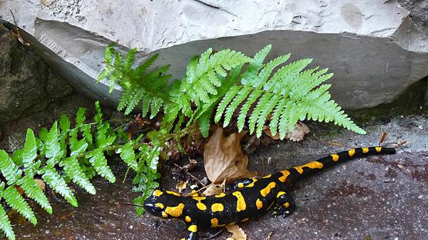 Besucher in einem Eschenbacher Garten: Ein Feuersalamander.