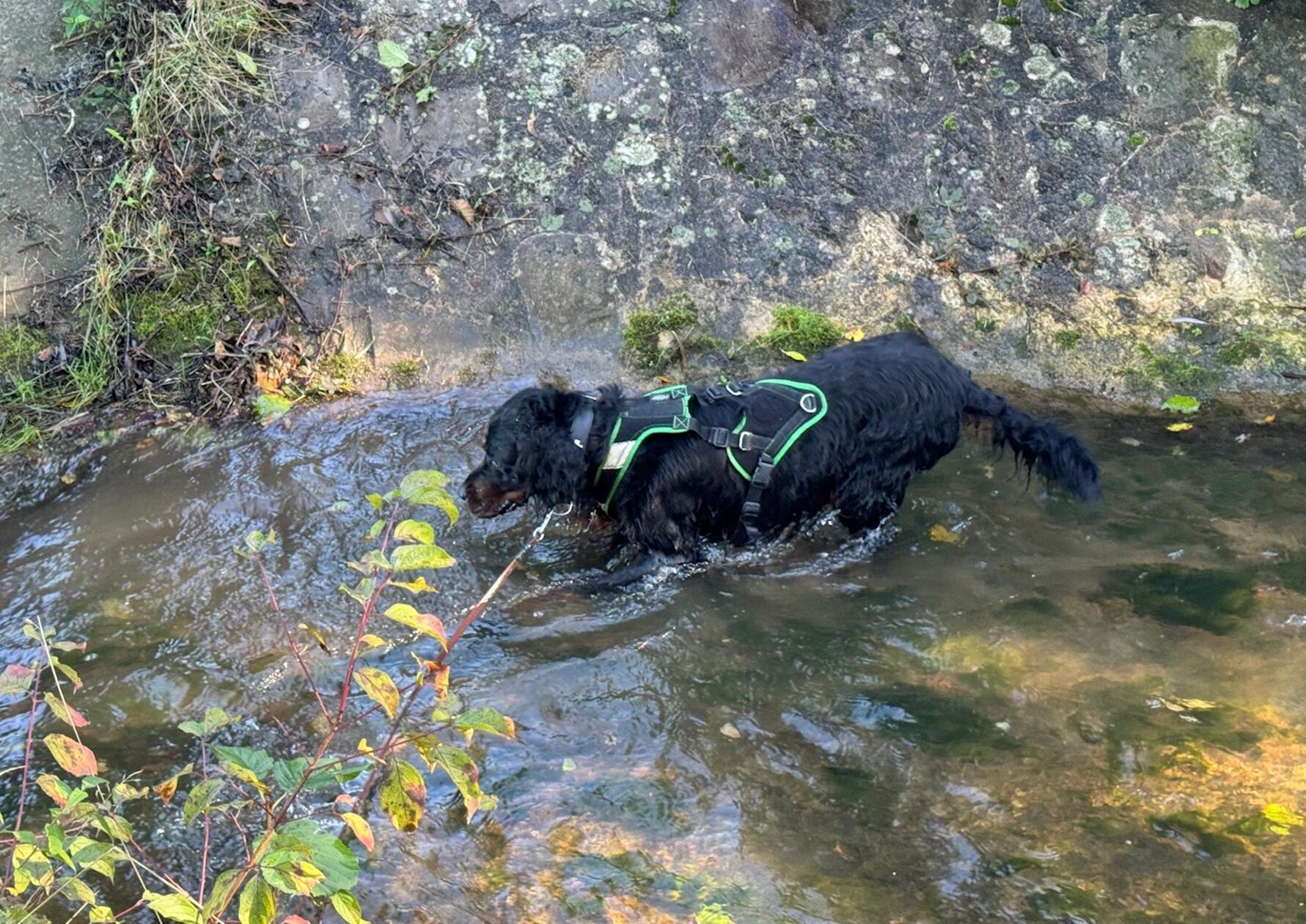 Aufgrund des aktuell bekannten Bewegungsprofils des Tatverdächtigen hätten sich weitere Anhaltspunkte ergeben, weshalb man nun bestimmte Stellen am Happurger Stauseee abgeht, erklärt dazu die Polizei.