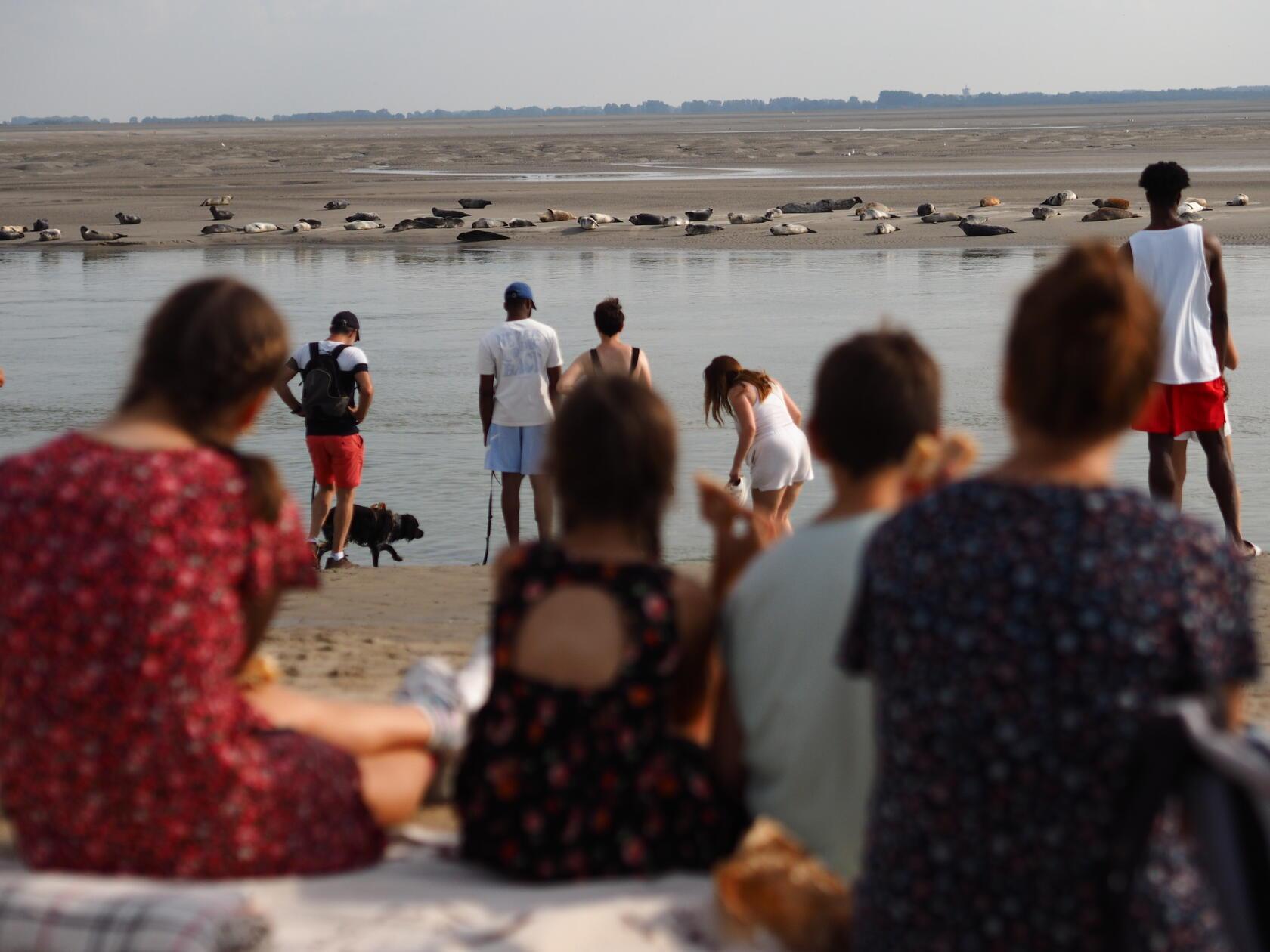 Im Delta der Somme lassen sich wunderbar Seehunde auf dieser Sandbank beobachten.