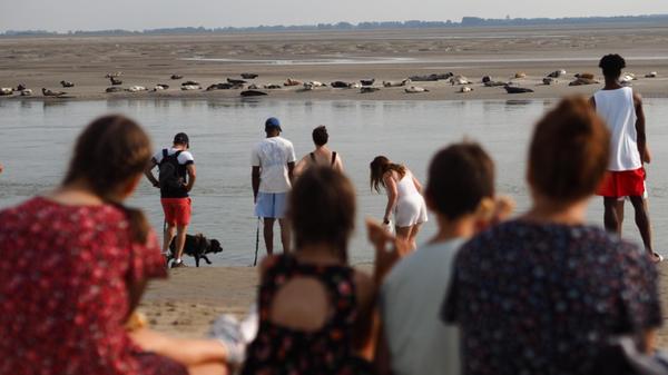 Im Delta der Somme lassen sich wunderbar Seehunde auf dieser Sandbank beobachten.