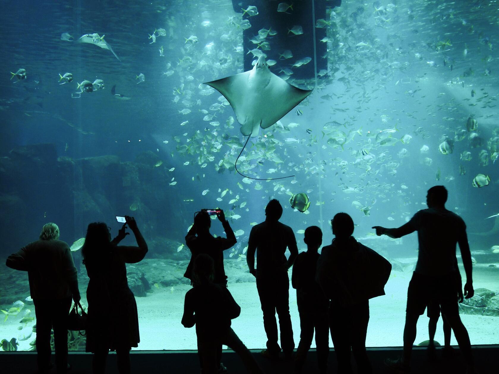 Einen ganzen Tag einplanen sollten Sie für das tolle Meereszentrum Nausicaa in Boulogne sur Mer mit dem größten Aquarium Europas voller Rochen, Haie, Schildkröten und weiterer Fische des Pazifiks.