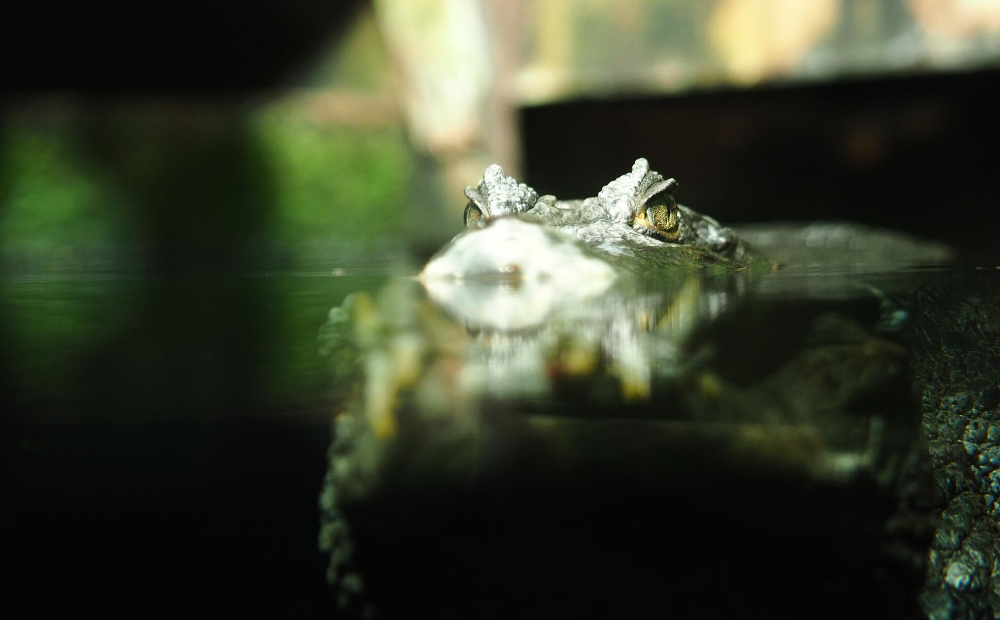 Auch die Krokodile der Mangrovenwälder leben hier.