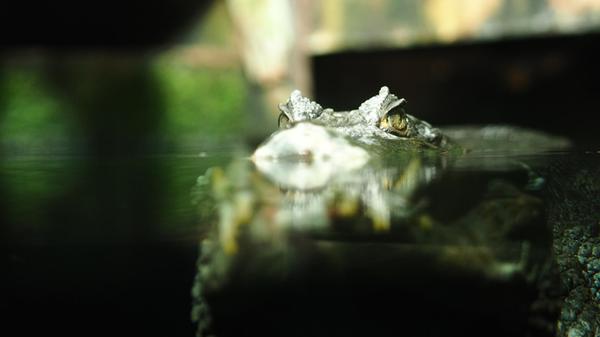 Auch die Krokodile der Mangrovenwälder leben hier.