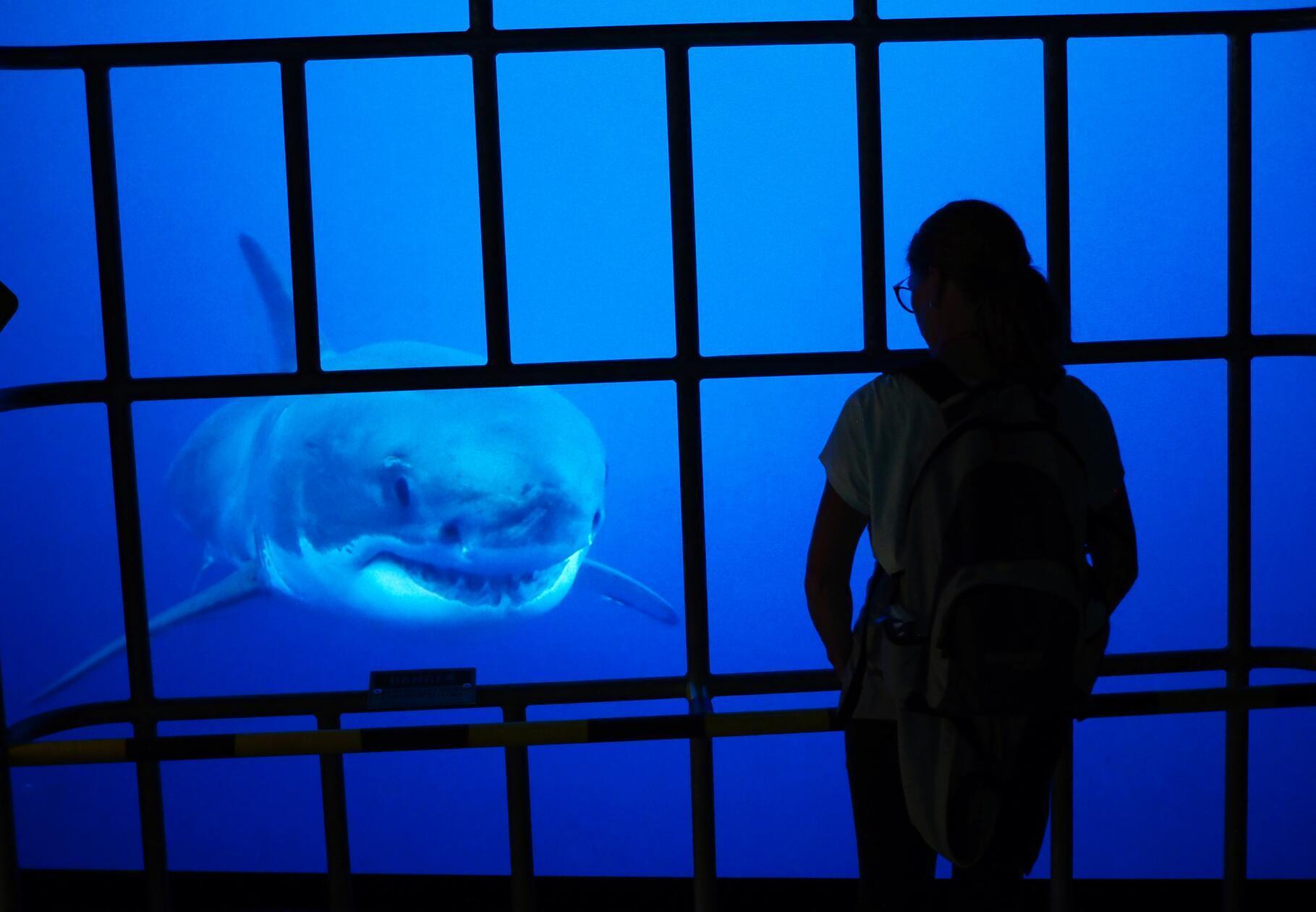 Im Haikasten schwimmt der weiße Hai auf die Besucher zu.