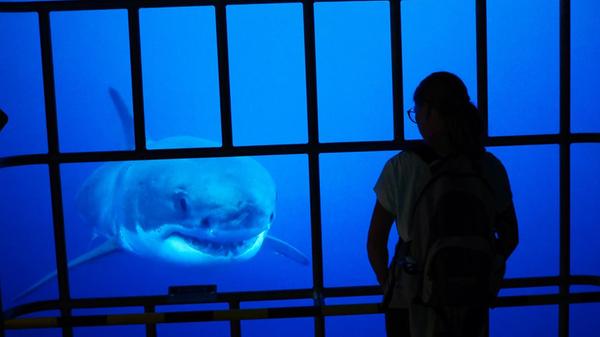 Im Haikasten schwimmt der weiße Hai auf die Besucher zu.