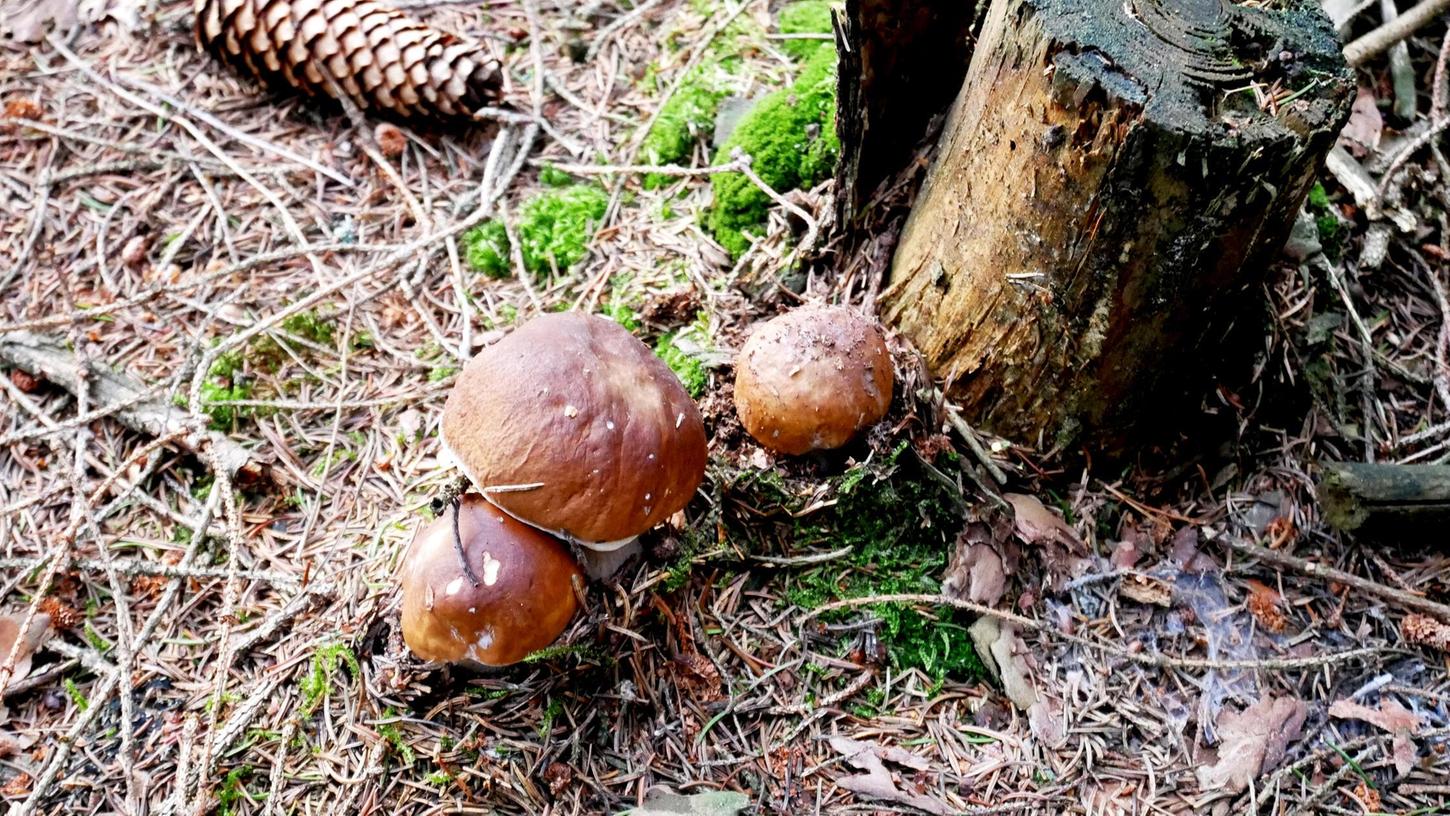 Ein Mann wurde nach dem Pilzesammeln vermisst. (Symbolbild) Ein Mann wurde nach dem Pilzesammeln vermisst. (Symbolbild)