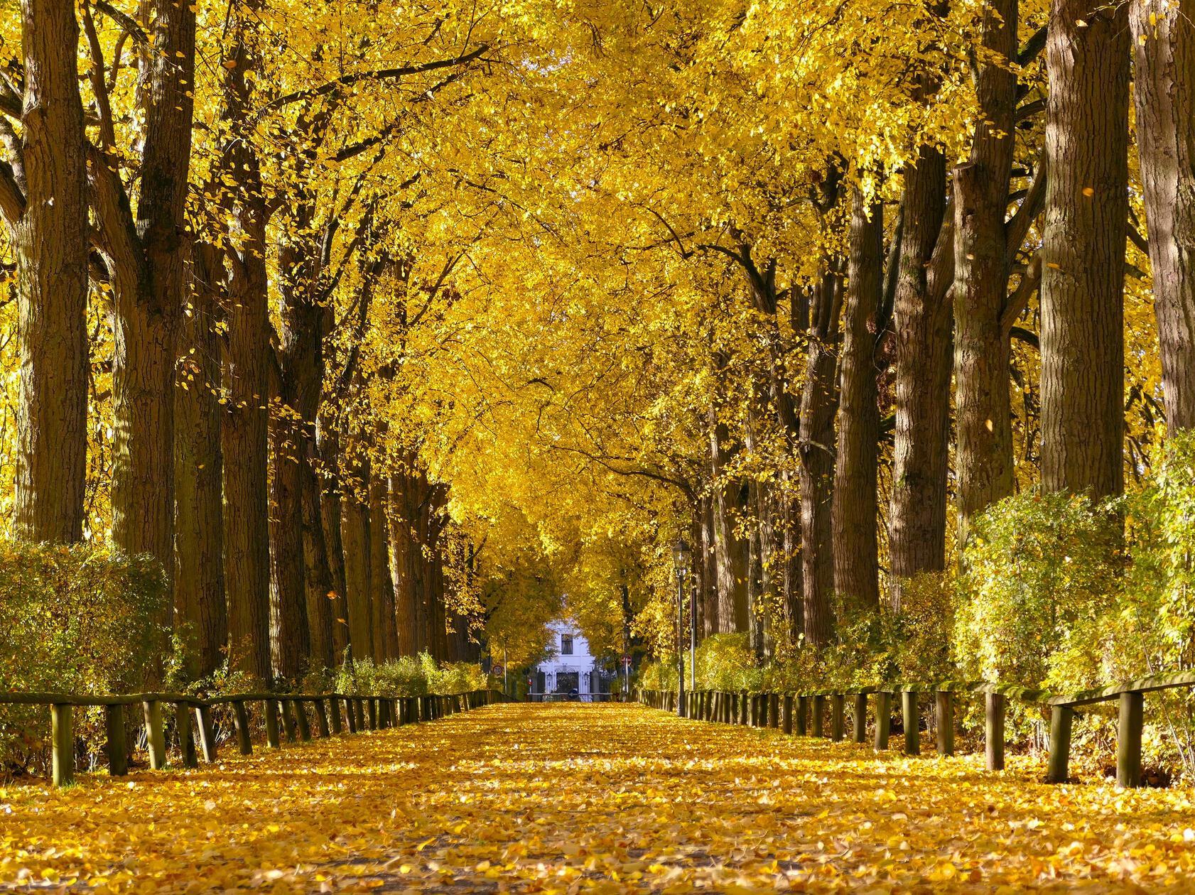 Die Schlossallee Reichenschwand im goldenen Herbstleuchten im Oktober.