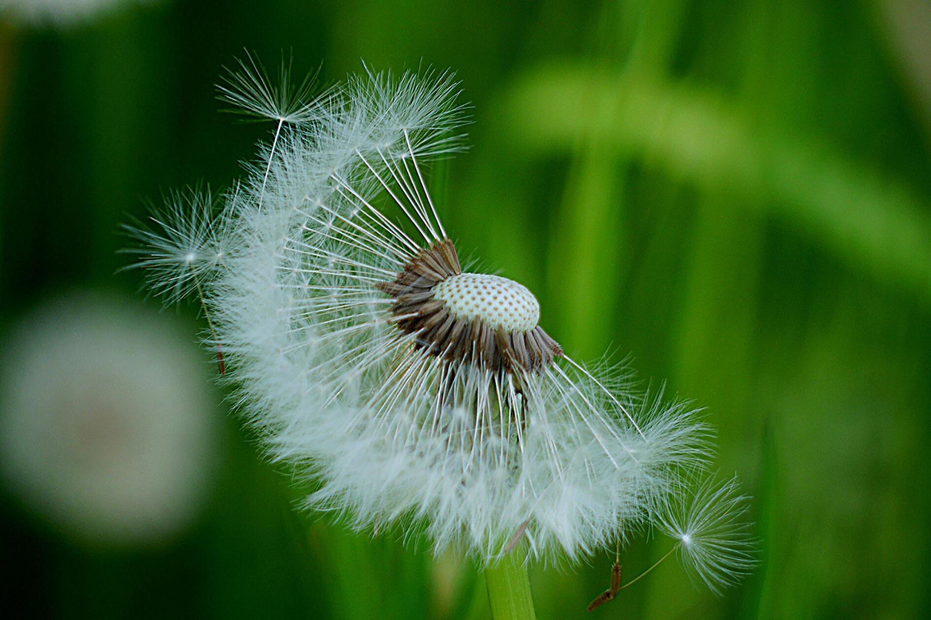 Filigranes im Frühjahr.