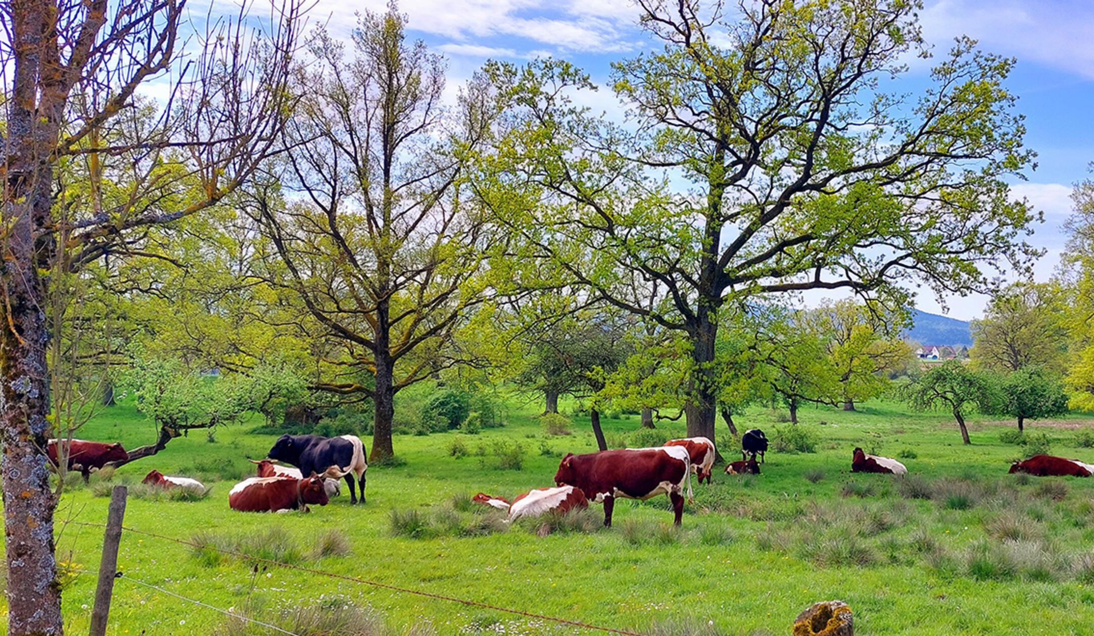 Kühe im Hersbrucker Anger.