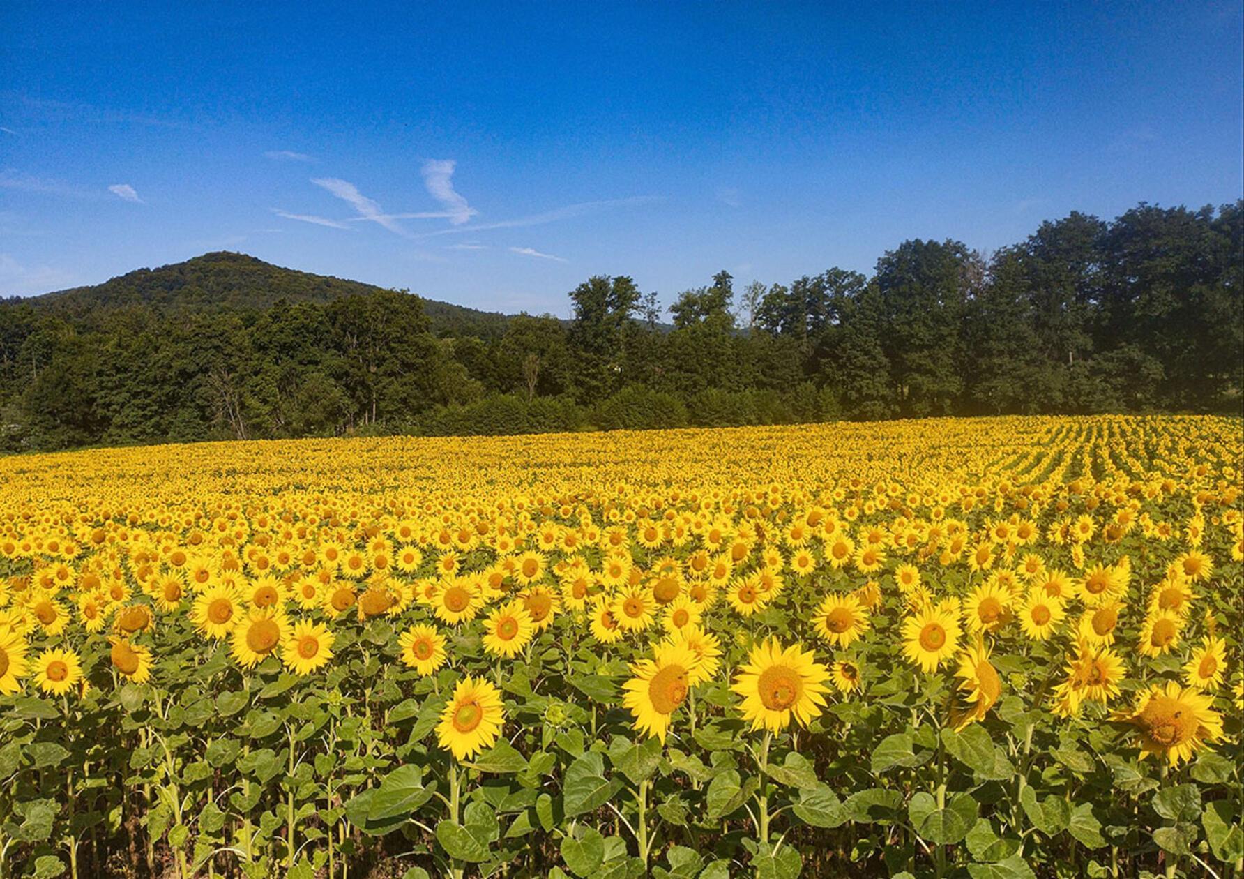 Sonnenblumenfeld mit kleinem Hansgörgl.