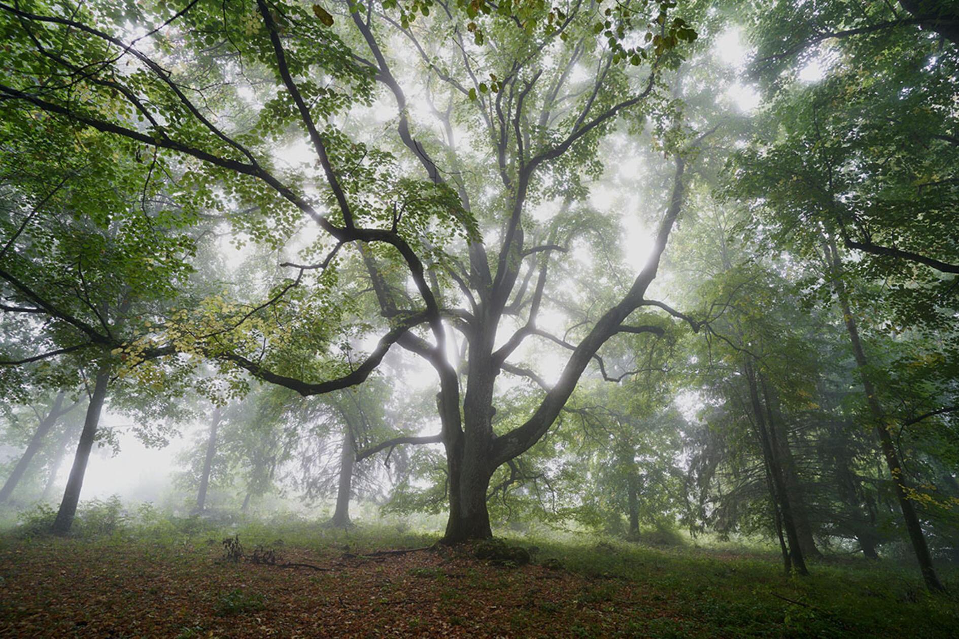 Ein Spätsommertag am Heuchlinger Hutanger bei Pommelsbrunn.
