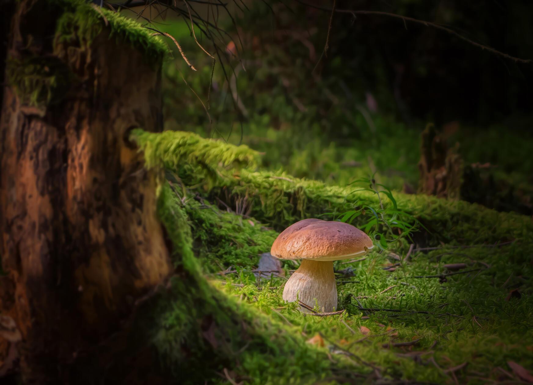 Ein Steinpilz bei wundervollem Licht.