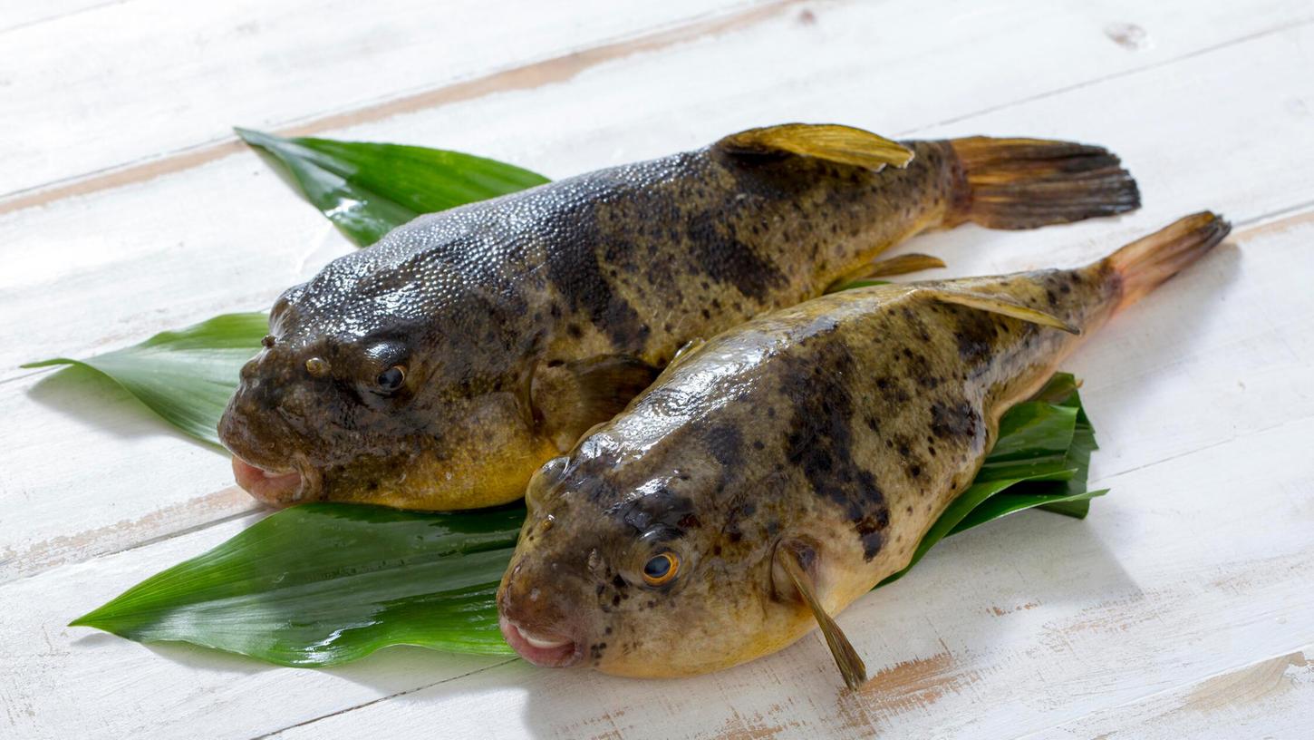 Eine gefährlicher Genuss: Der Verzehr von Kugelfisch kann, sofern er falsch zubereitet worden ist, tödlich sein. (Symbolbild) Eine gefährlicher Genuss: Der Verzehr von Kugelfisch kann, sofern er falsch zubereitet worden ist, tödlich sein. (Symbolbild)