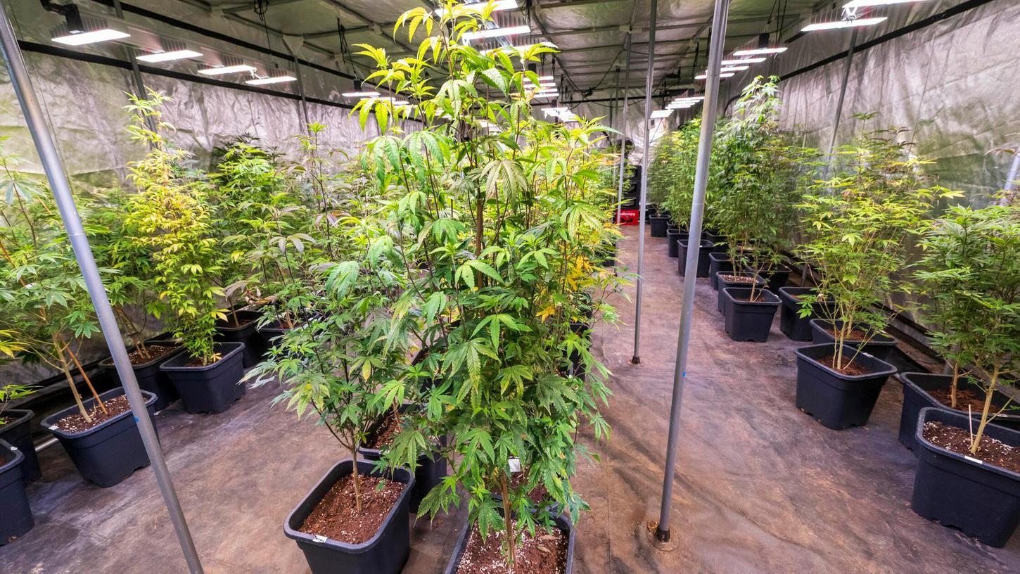 PRODUKTION - 29.08.2024, Bayern, Aschheim: Cannabis-Pflanzen stehen in einem speziell beleuchteten Zelt dicht an dicht beieinander. (zu dpa: "Erste Schulungen - aber kein grünes Licht für Cannabisclubs") Foto: Peter Kneffel/dpa +++ dpa-Bildfunk +++ PRODUKTION - 29.08.2024, Bayern, Aschheim: Cannabis-Pflanzen stehen in einem speziell beleuchteten Zelt dicht an dicht beieinander. (zu dpa: "Erste Schulungen - aber kein grünes Licht für Cannabisclubs") Foto: Peter Kneffel/dpa +++ dpa-Bildfunk +++