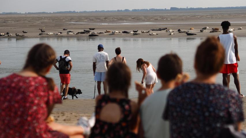 Auf dieser Sandbank im Delta der Somme haben wir vom Strand aus eine Seehund-Kolonie beobachtet. Auf dieser Sandbank im Delta der Somme haben wir vom Strand aus eine Seehund-Kolonie beobachtet.