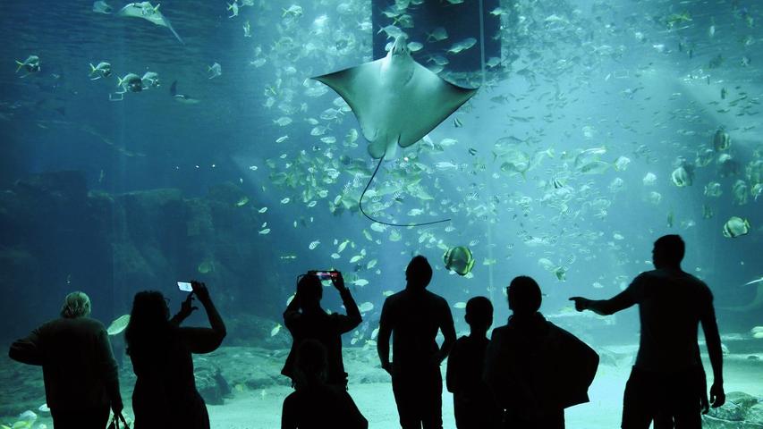 Das größte Aquarium Europas von Nausicaa. Das größte Aquarium Europas von Nausicaa.