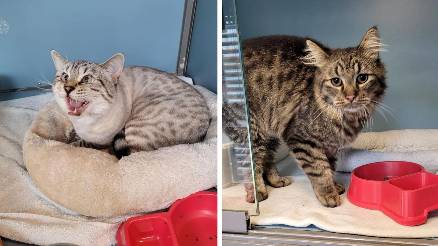 Insgesamt drei Katzen sind in der Nacht auf Sonntag vor dem Erlanger Tierheim ausgesetzt worden. Insgesamt drei Katzen sind in der Nacht auf Sonntag vor dem Erlanger Tierheim ausgesetzt worden.