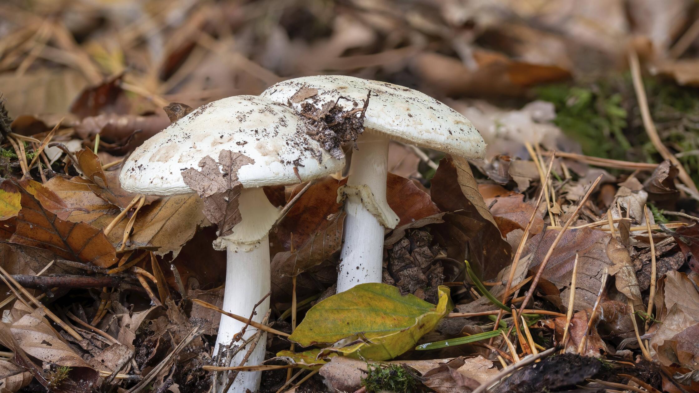 1 Woche Alte Pilze Gegessen www.nordbayern.de