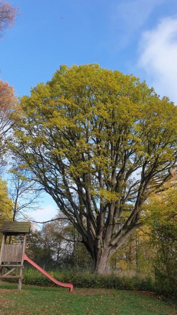 Schnittlinger Eiche.jpg