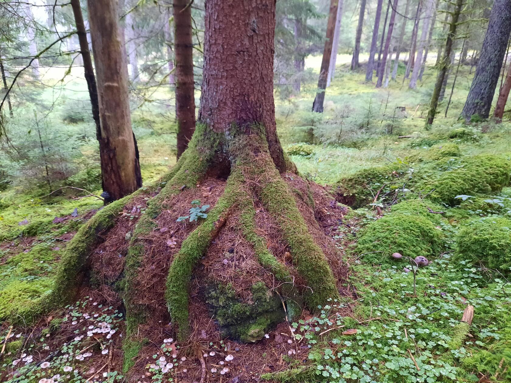 "Felsenfest verankert", schreibt unser Leserfotograf Helmut Lay über sein Foto, welches er im Oberen Pegnitztal aufgenommen hat.
