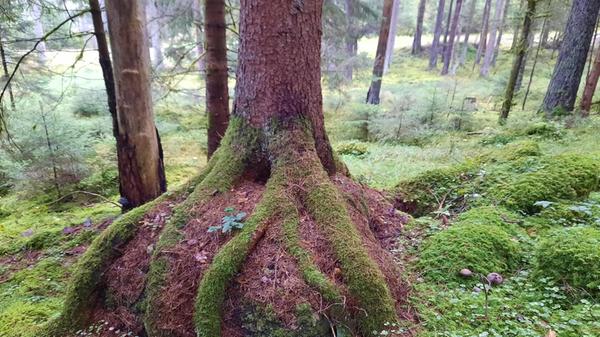 "Felsenfest verankert", schreibt unser Leserfotograf Helmut Lay über sein Foto, welches er im Oberen Pegnitztal aufgenommen hat.