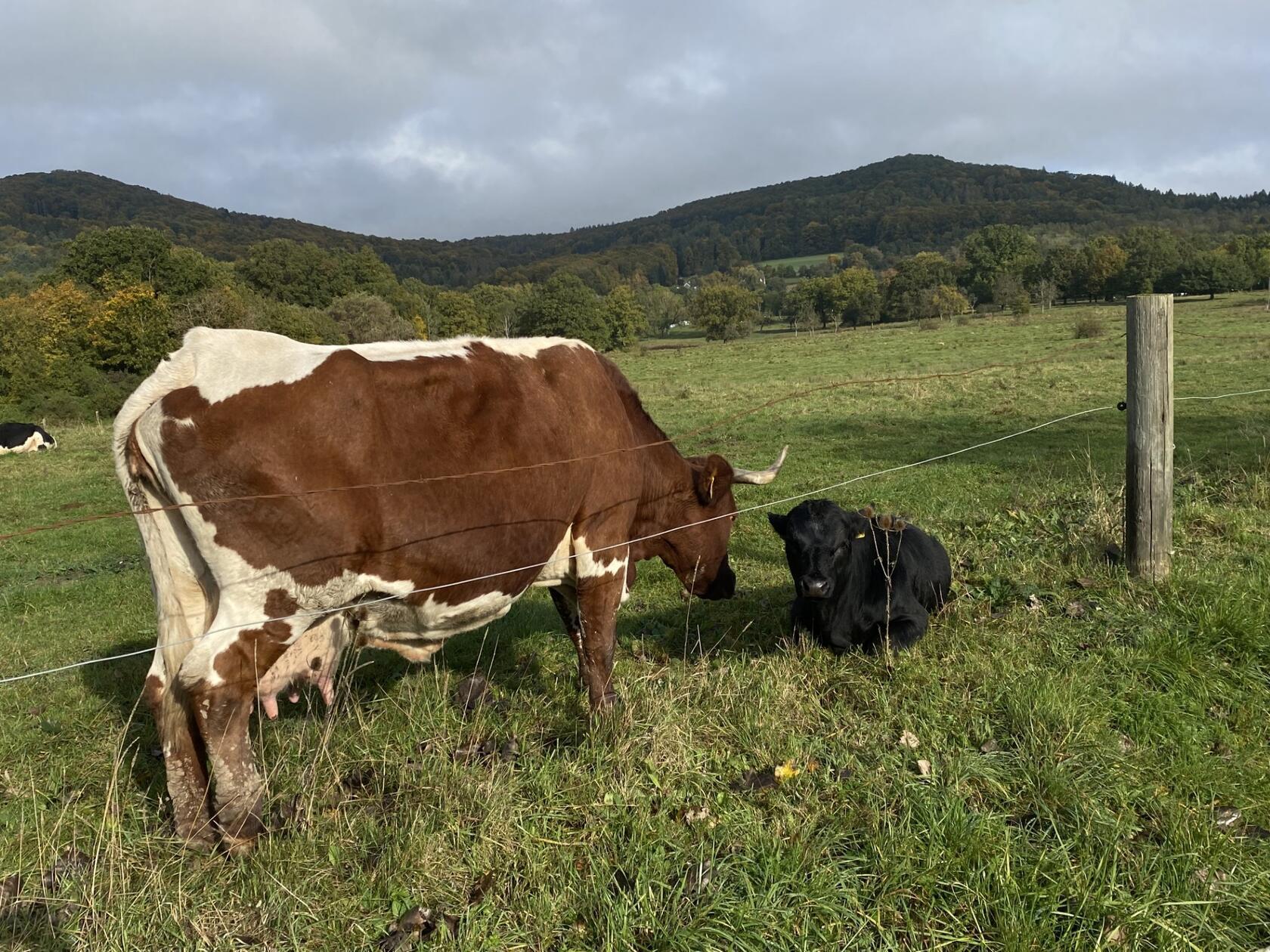 Mutterkuh und Kalb auf dem Altensittenbacher Hutanger.