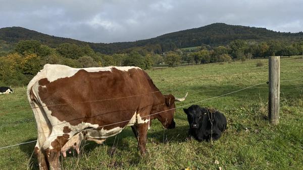 Mutterkuh und Kalb auf dem Altensittenbacher Hutanger.