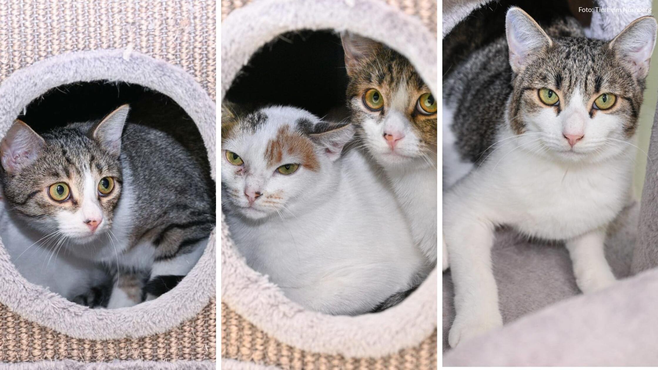 2024-10-14_15-57_collage