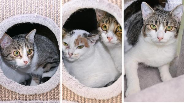 2024-10-14_15-57_collage