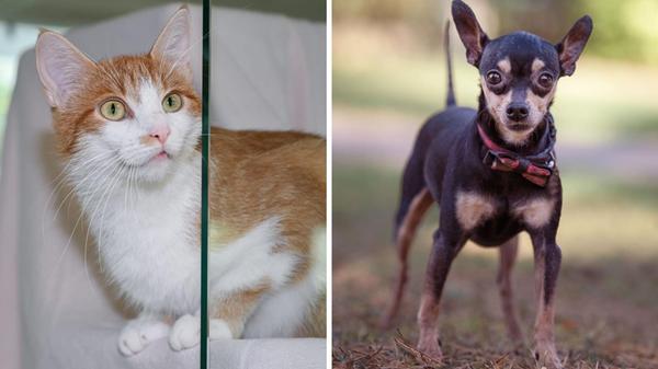 2024-10-22_11-09_collage