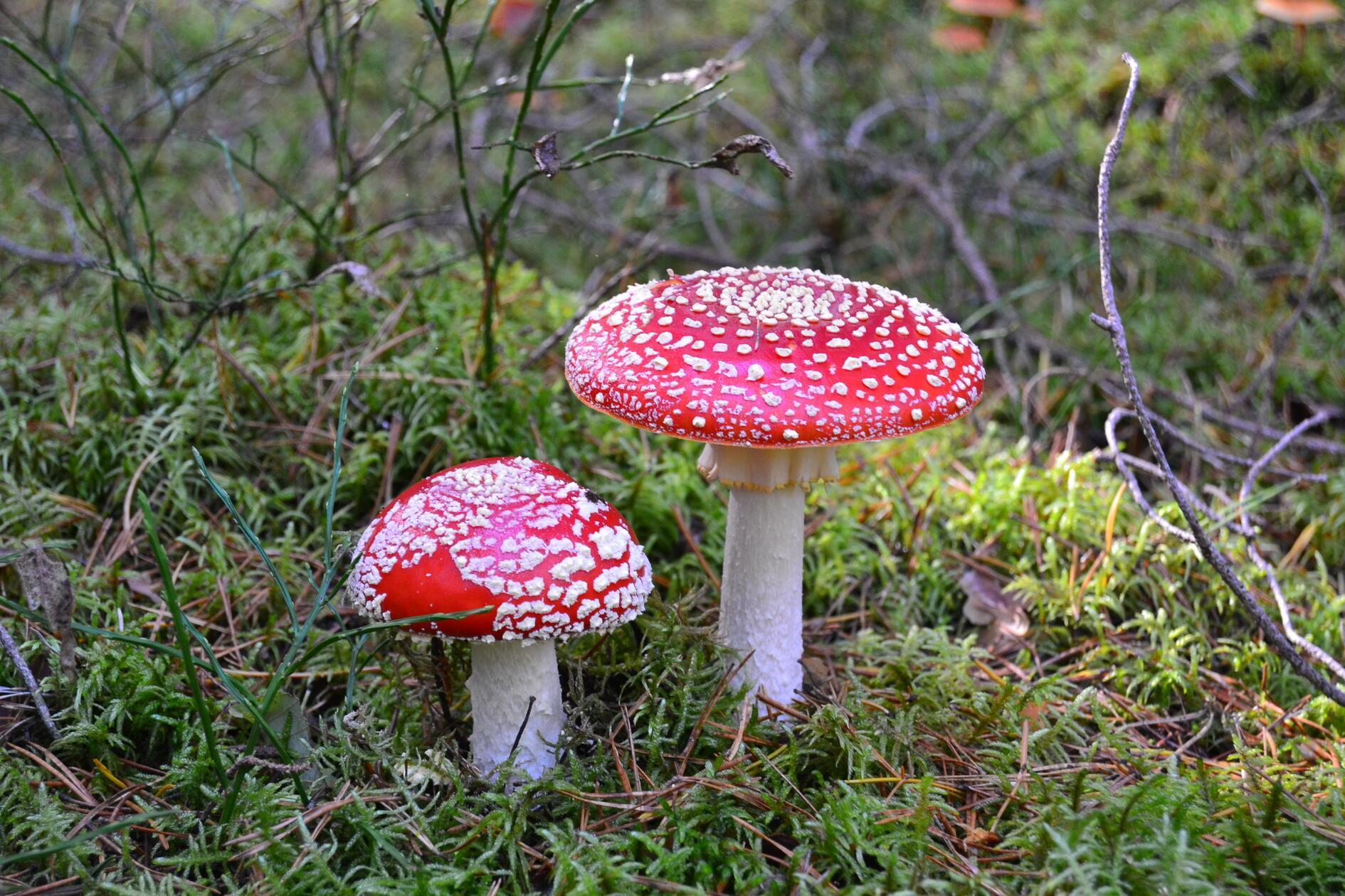 Diese Fliegenpilze hat unsere Leserin Angela Wagner aus Pommelsbrunn im Veldensteiner Forst fotografiert.