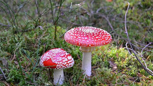 Diese Fliegenpilze hat unsere Leserin Angela Wagner aus Pommelsbrunn im Veldensteiner Forst fotografiert.