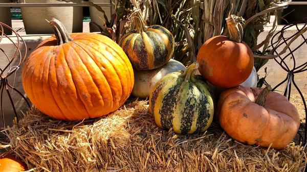 Am Freitag, 25. Oktober, feiern die Hersbrucker bei der Kürbismeile die herbstliche Pflanze. Ab 15 Uhr können Gäste ihren selbst gestalteten Kürbis mitbringen und bei einer Verlosung verschiedene Gewinne abstauben.