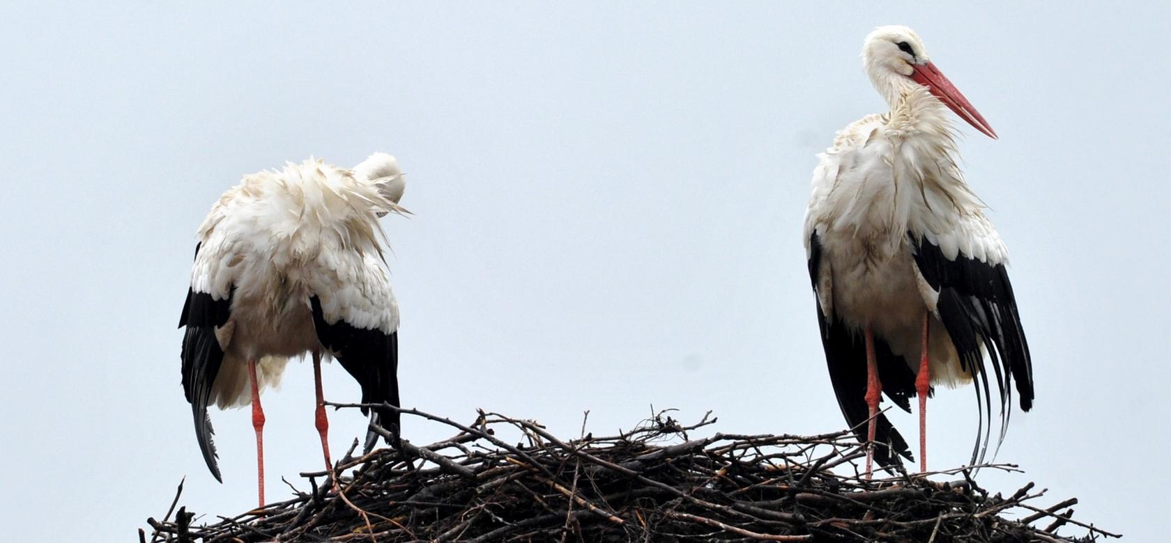 Die meisten Neuansiedlungen der Tiere gab es in diesem Jahr in Schwaben und Mittelfranken. Die meisten Neuansiedlungen der Tiere gab es in diesem Jahr in Schwaben und Mittelfranken.