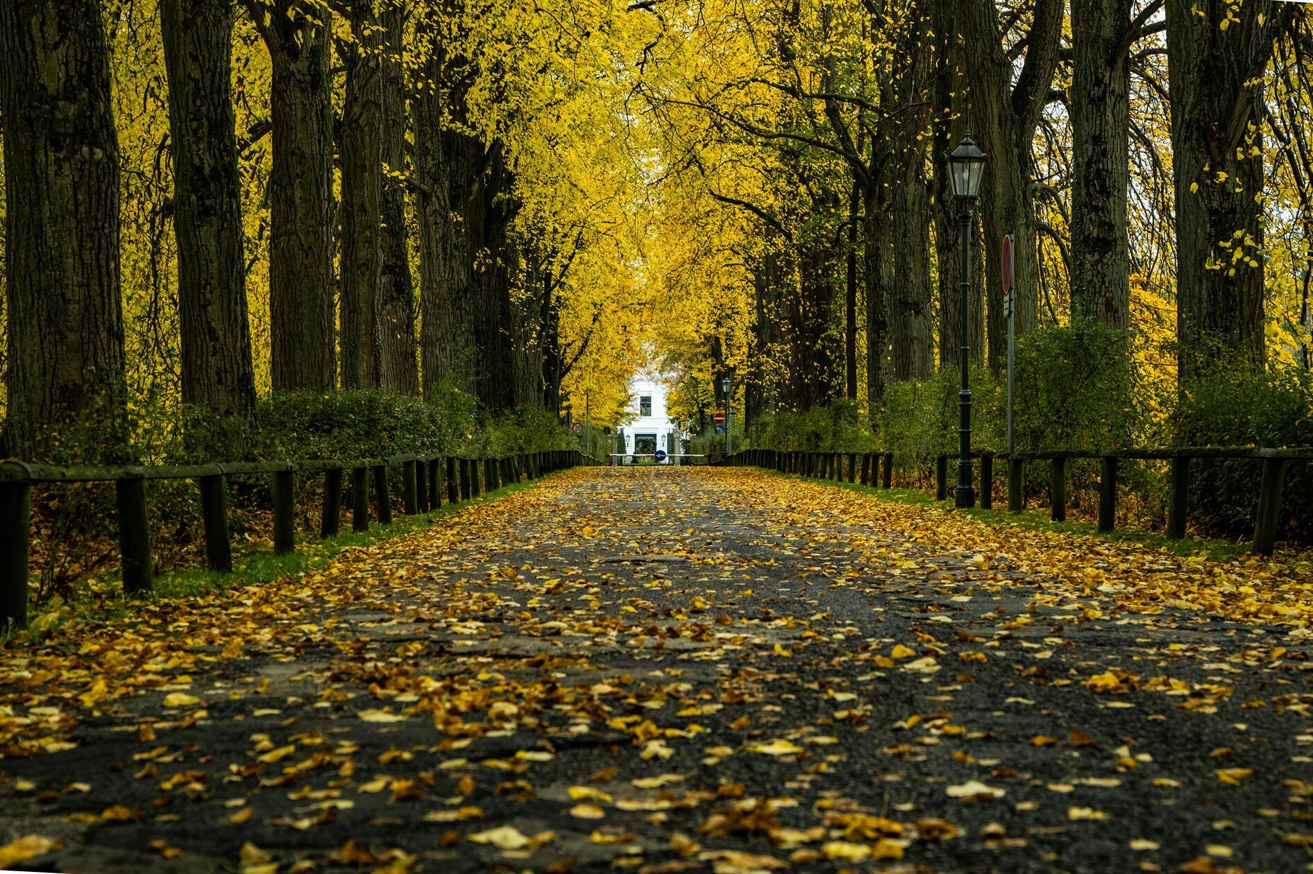 "Goldene Allee" zum Schloss in Reichenschwand.