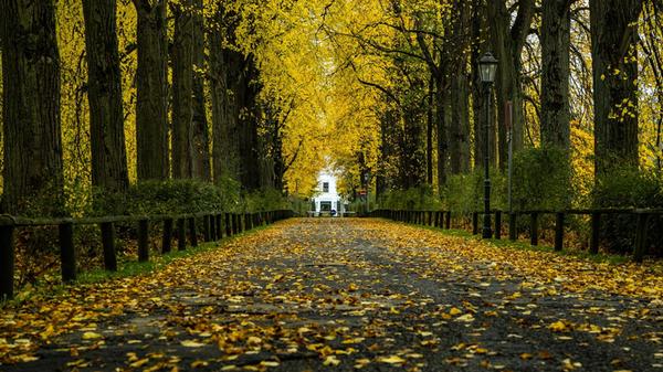 "Goldene Allee" zum Schloss in Reichenschwand.