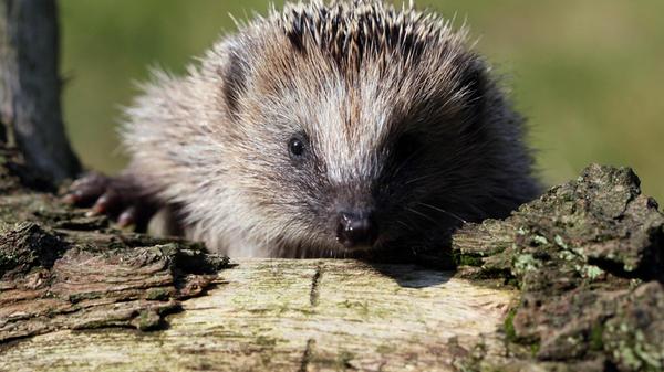 urn:newsml:dpa.com:20090101:241028-935-306779