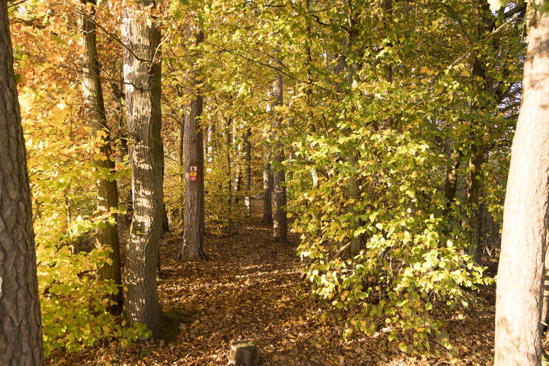 Herbstlicher Paul-Pfinzig-Weg bei Reichenschwand.