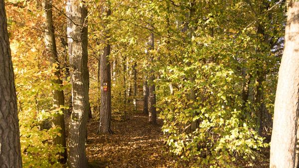 Herbstlicher Paul-Pfinzig-Weg bei Reichenschwand.