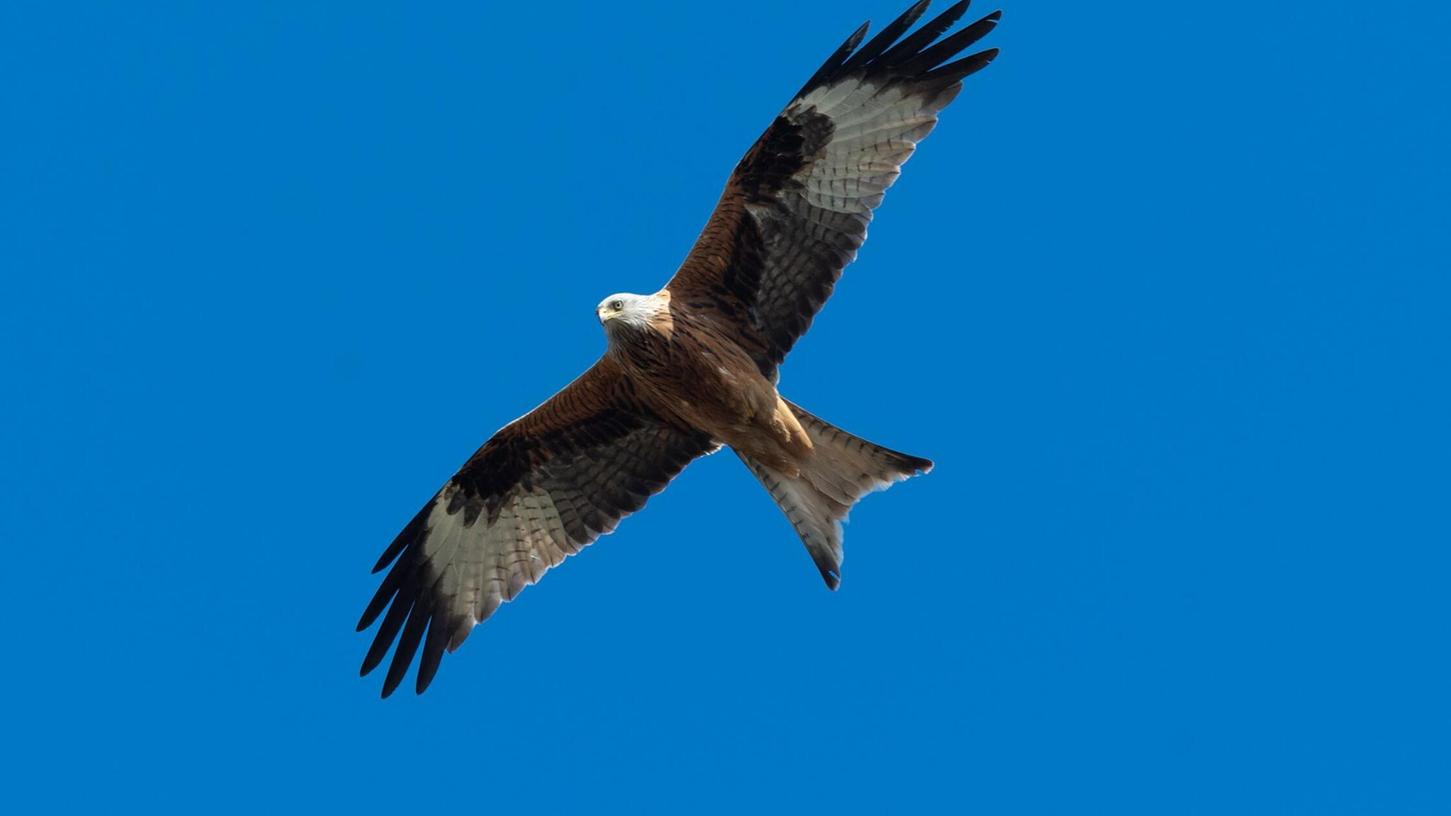 Ein Rotmilan und ein Mäusebussard starben durch das verbotene Insektizid Carbofuran. (Symbolbild) Ein Rotmilan und ein Mäusebussard starben durch das verbotene Insektizid Carbofuran. (Symbolbild)