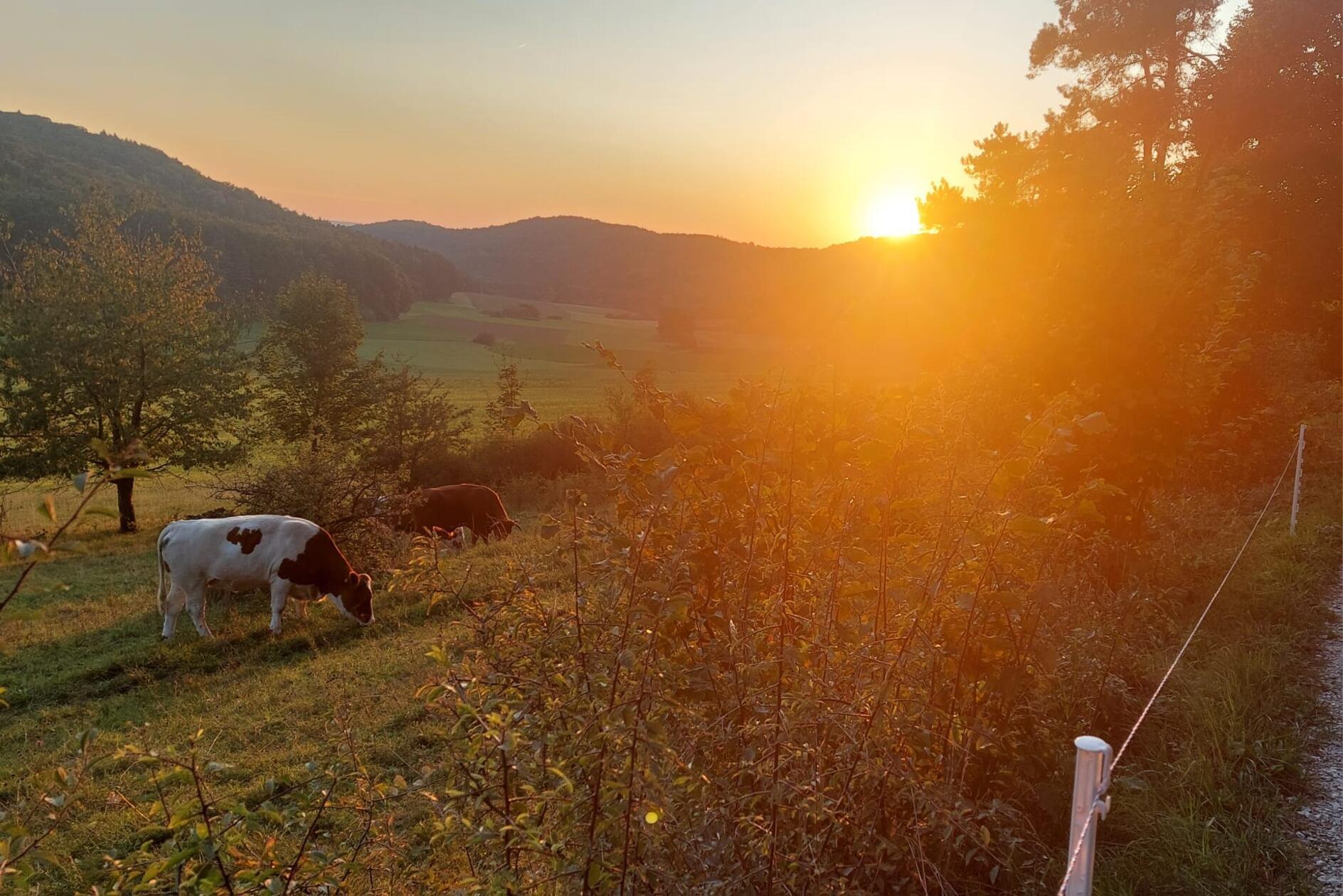 Abendspaziergang am Heuchlinger Kuhanger bei Pommelsbrunn.